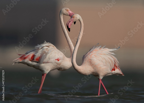 Greater Flamingos closeup shot at Eker creek in the morning, Bahrain