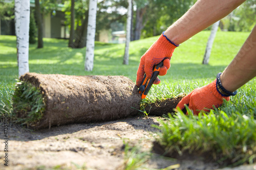 The process of cutting a rolled lawn, laying the lawn.