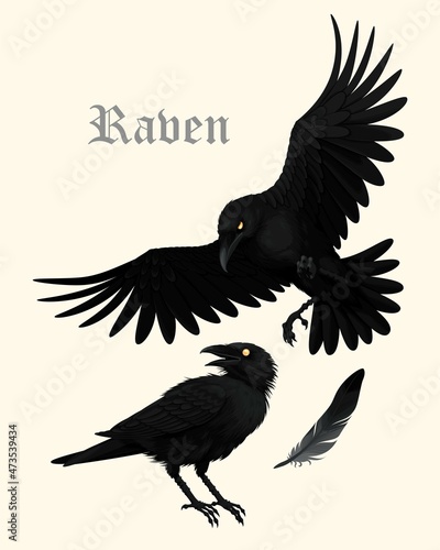 Vector set of high detailed black ravens
