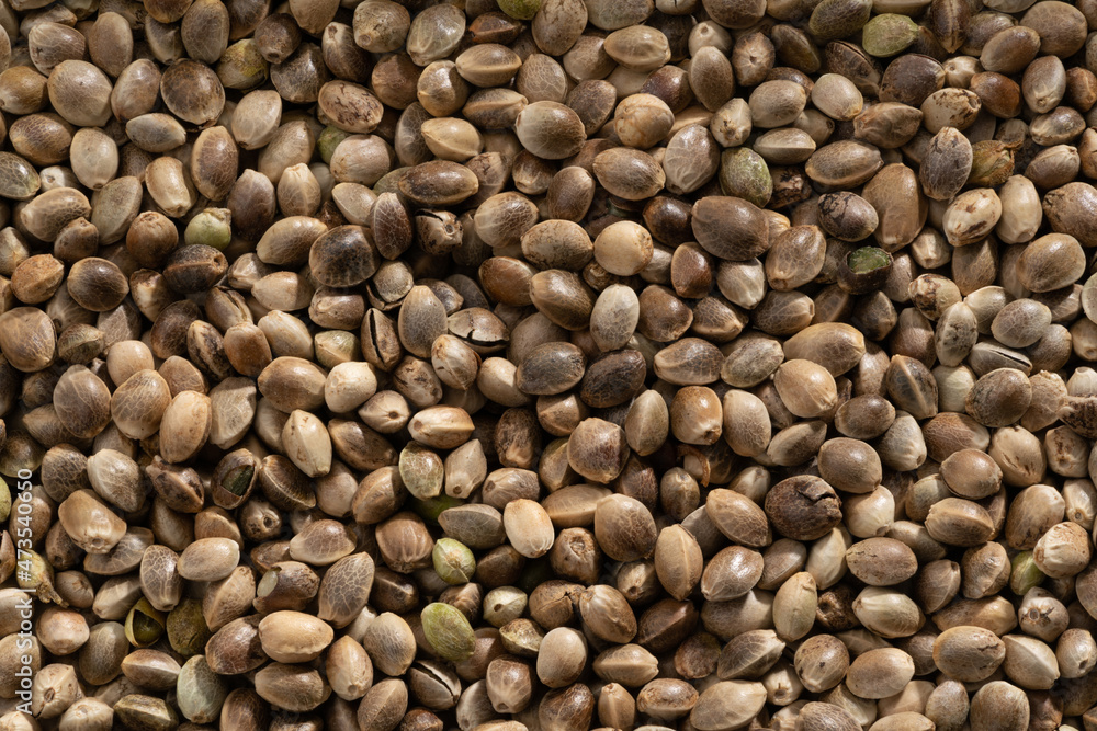 Detailed and large close up shot of hemp bred. Detailed and large close up shot of hemp bred.