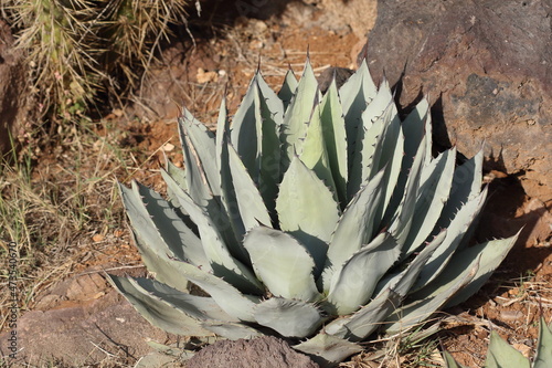 Agave parryi, known as Parry's agave or mescal agave, is a flowering plant in the family Asparagaceae photo