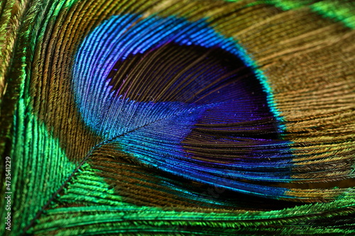 Indian peacocks feather close up photograph.