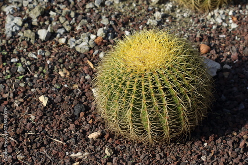 Echinocactus grusonii  popularly known as the golden barrel cactus  golden ball or mother-in-law s cushion  is a well known species of cactus