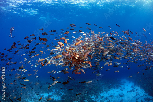 Palau, Shark City, Red snapper spawning photo