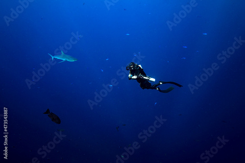 Palau, Blue Corner, Diver and grey reef shark (Carcharhinus amblyrhynchos) underwater