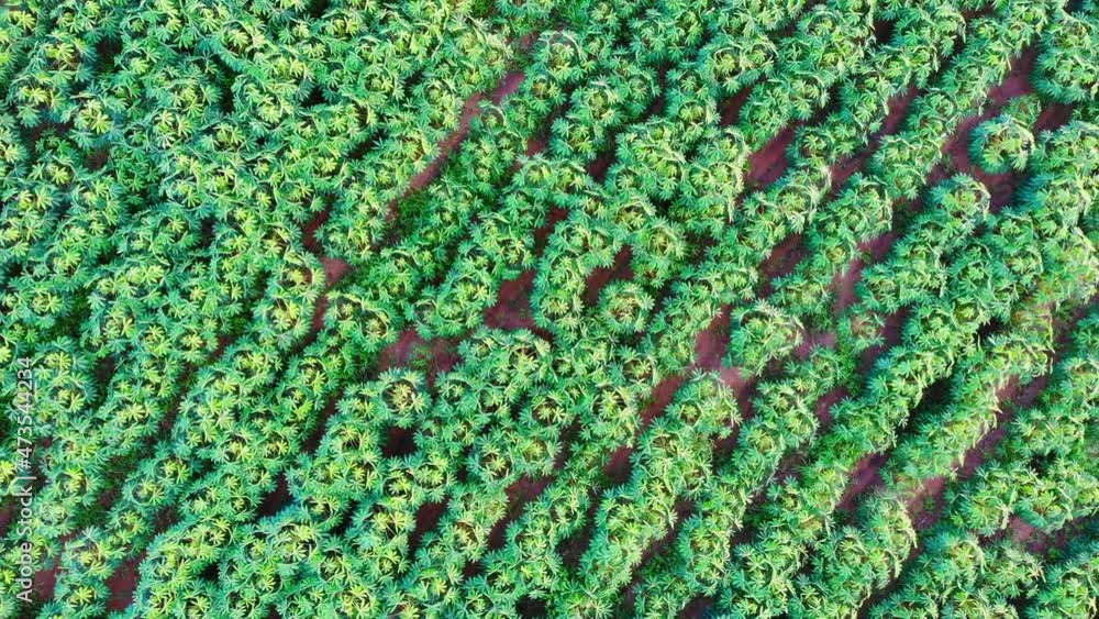 Aerial view of a cassava fields Aerial view of a cassava fields