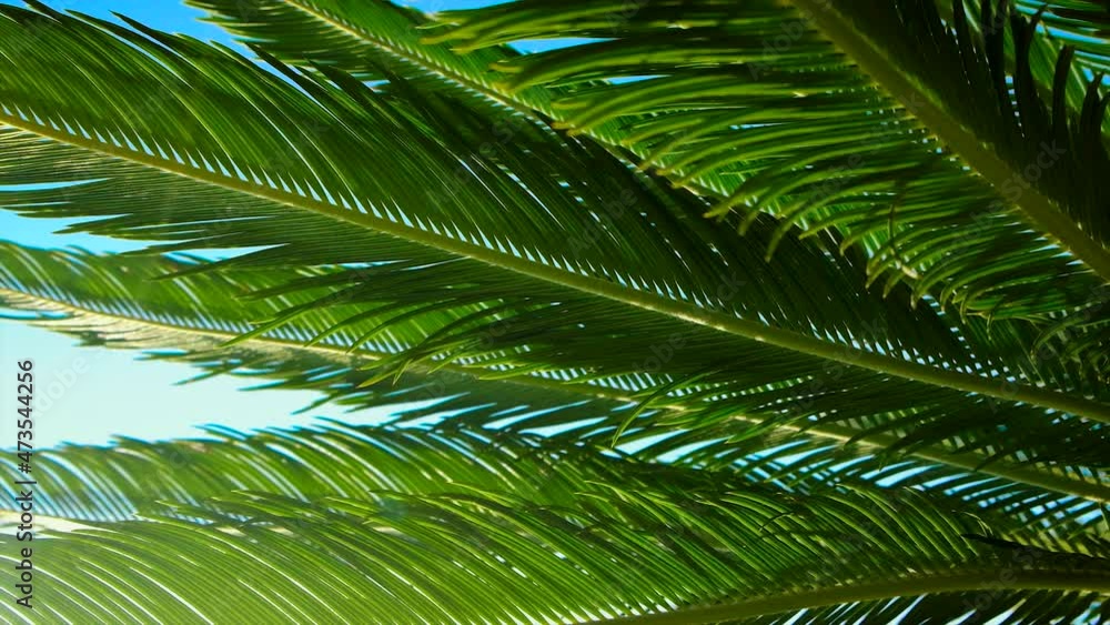 Palm leaves against the sky. Selective focus. Palm leaves against the sky. Selective focus.