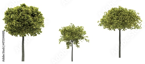 Deciduous tree on a white background. Isolated garden element, 3D illustration, cg render © vadim_fl