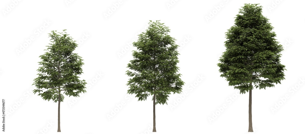 Fototapeta premium Deciduous tree on a white background. Isolated garden element, 3D illustration, cg render