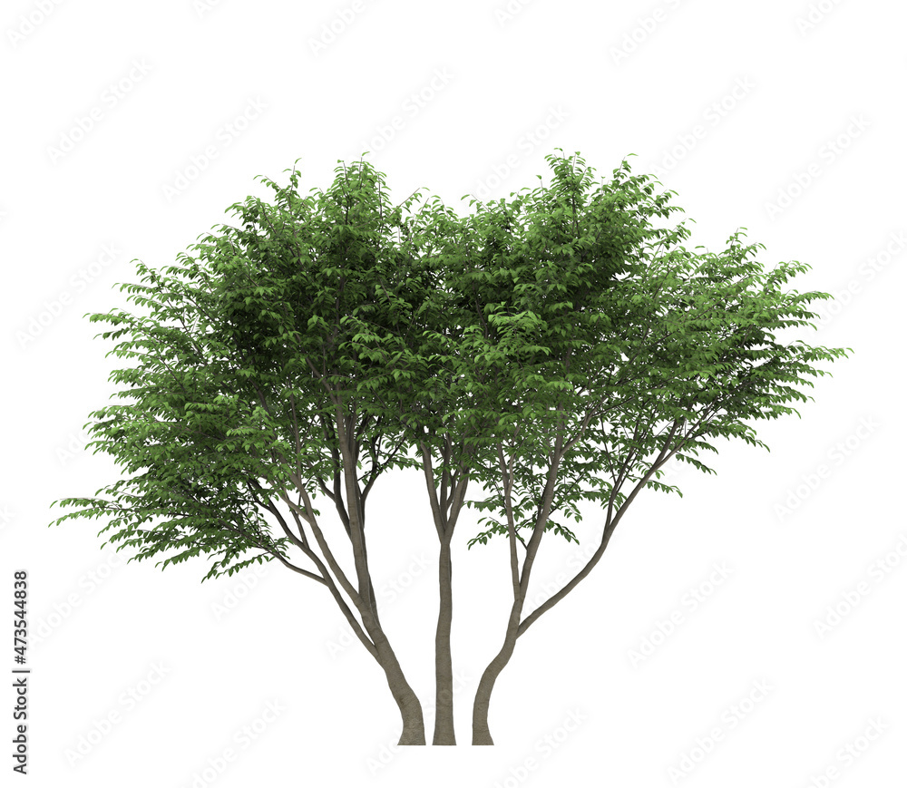 Deciduous tree on a white background. Isolated garden element, 3D illustration, cg render Deciduous tree on a white background. Isolated garden element, 3D illustration, cg render