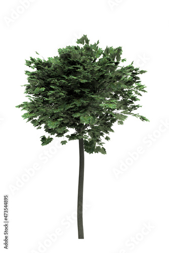 Deciduous tree on a white background. Isolated garden element, 3D illustration, cg render