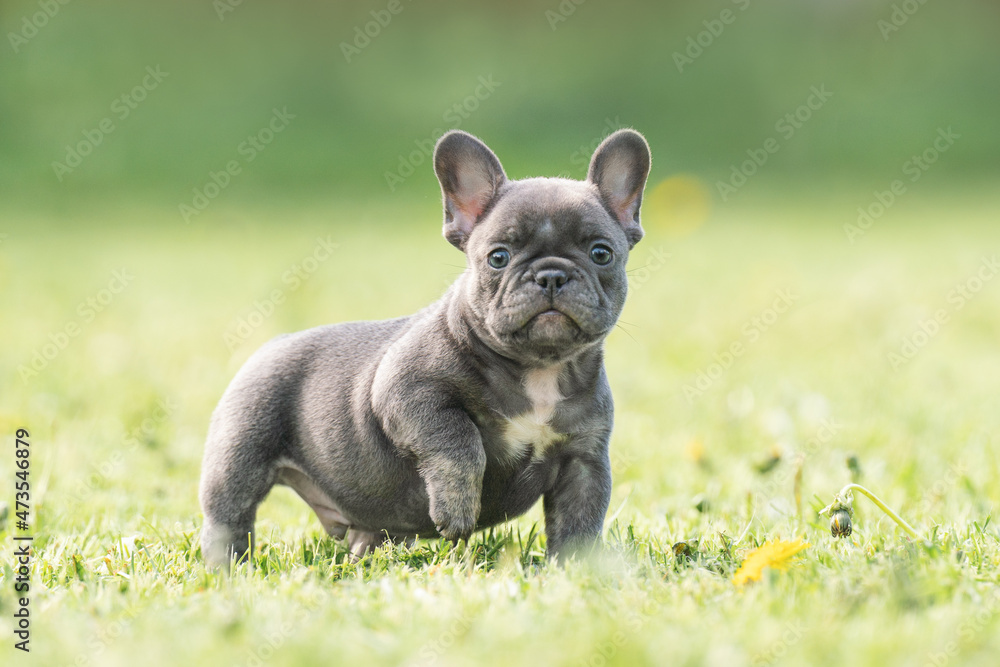 french bulldog puppy dog