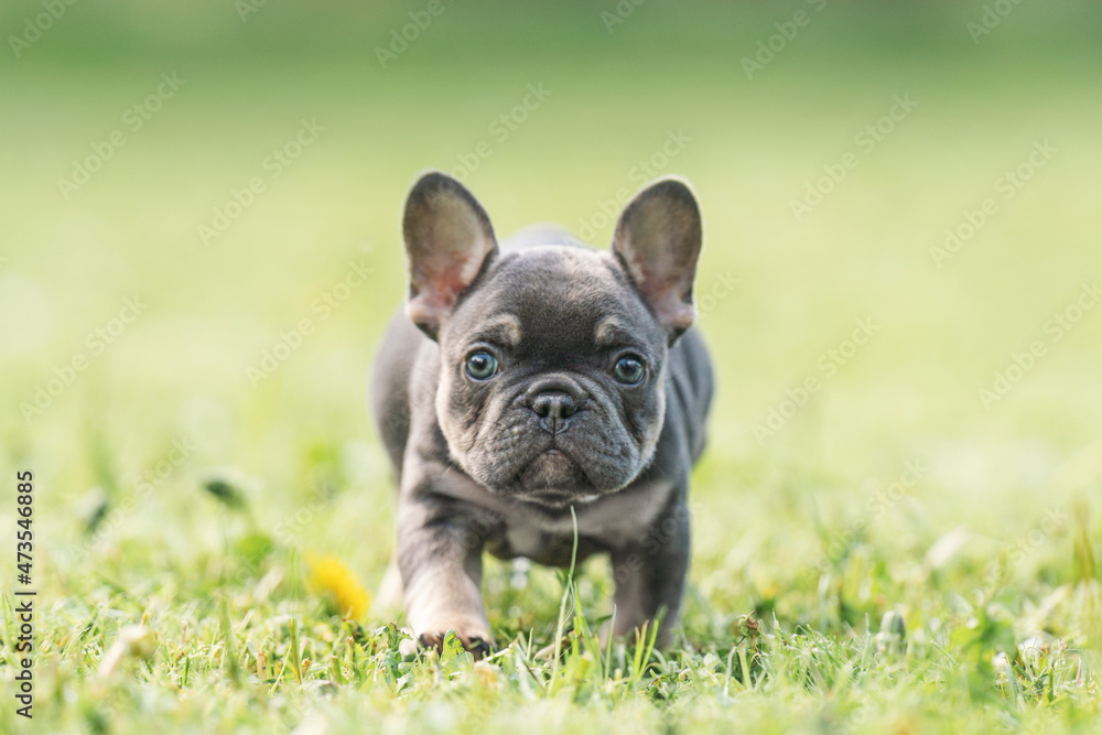 french bulldog puppy dog