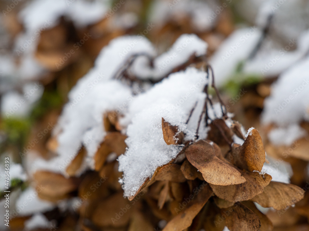 Branches of trees in the snow. Branches of trees in the snow.
