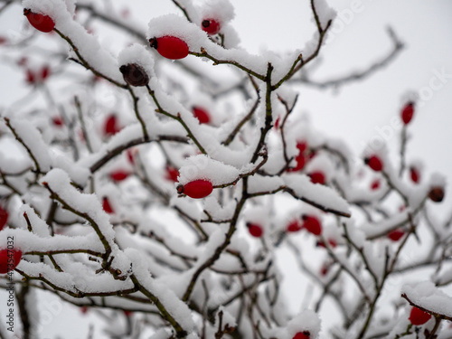 Rosehip in the snow. Rosehip berries in winter.