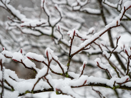 Branches of trees in the snow. © Jakob