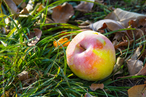 An appetizing ripe apple lies on the grass in the garden in autumn