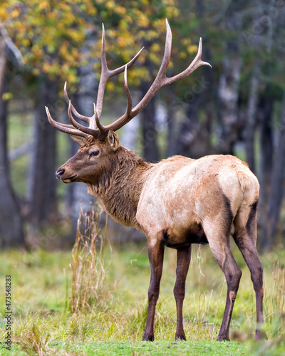 Elk Stock Photo and Image. Bull male walking in the field with a blur forest background in its envrionment and habitat surrounding, displaying antlers and brown coat fur. © Aline