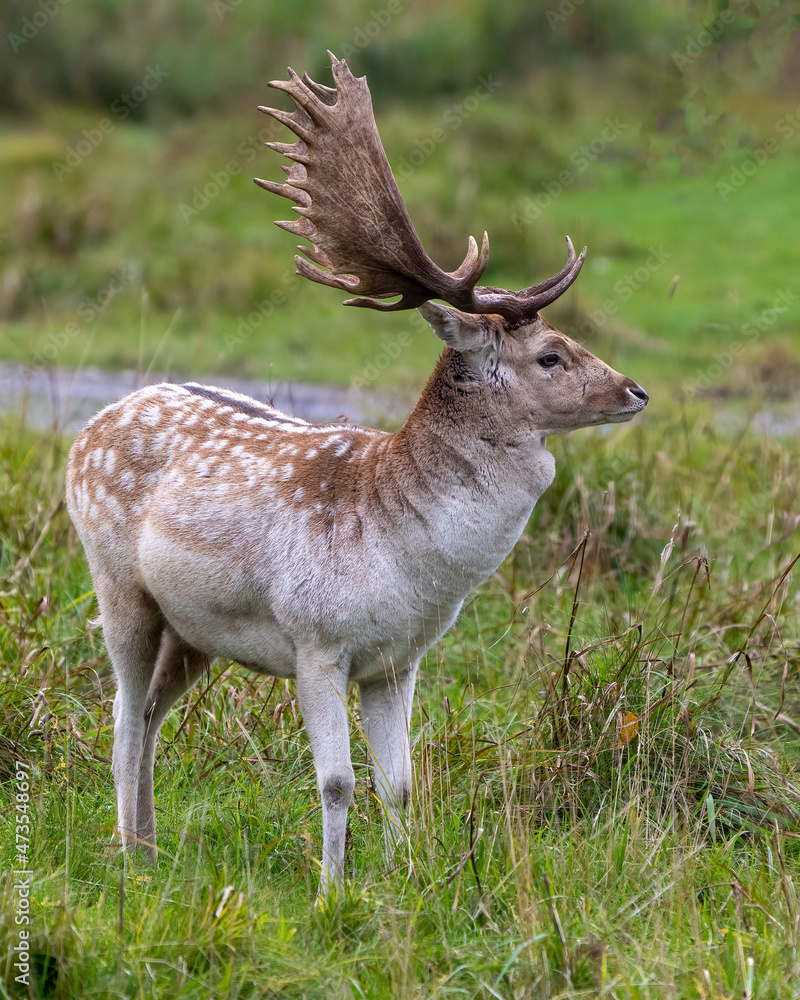 Fallow Deer Photo and Image. Male close-up profile view displaying its antlers in the rutting season in its environment and habitat surrounding. Deer Photo and Image. Fallow Deer Photo and Image. Male close-up profile view displaying its antlers in the rutting season in its environment and habitat surrounding. Deer Photo and Image.