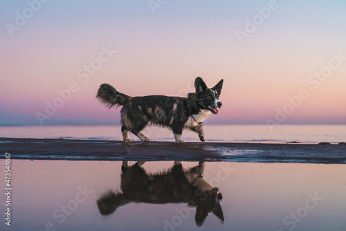 Photography welsh corgi cardigan dog