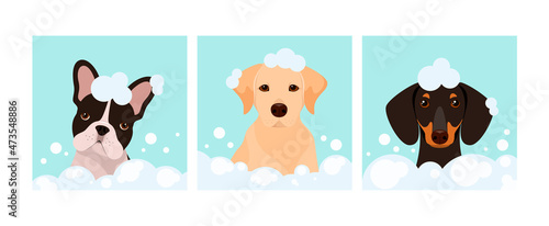 A set of dogs in foam. Grooming. Cartoon design.
