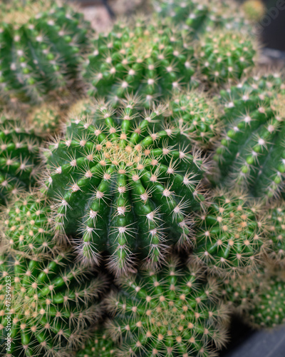 Green cactus in a pot closeup