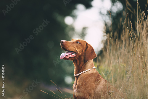 Cuadro en lienzo vizsla dog