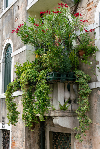 Balcony in Venice brimming with lush flowers
