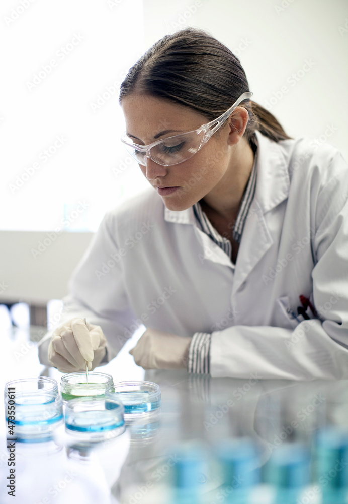 Female lab technician working with petri dishes in laboratory Female lab technician working with petri dishes in laboratory