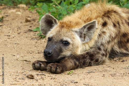 hyena lying down resting its head on its paws