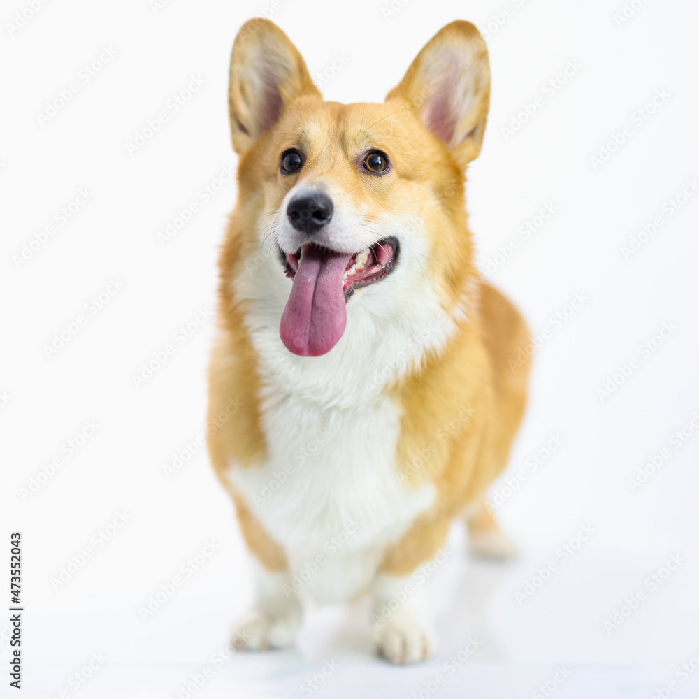 Welsh corgi pembroke puppy stands on white background