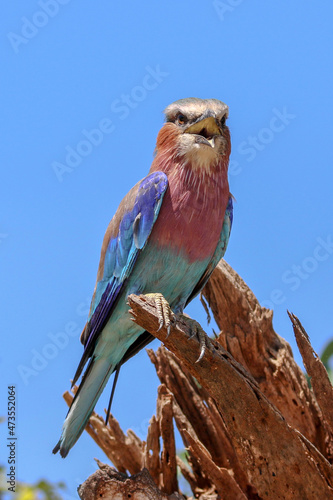 lilac breasted roller sitting on the top of a branch with blue sky as background and with an open beak