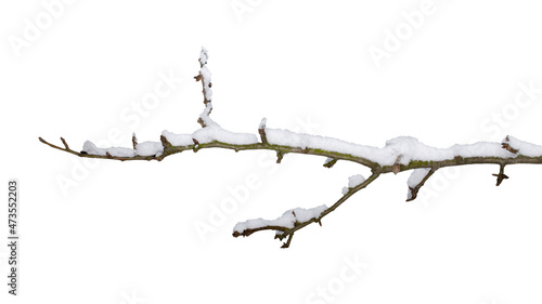Tree branch in snow isolated on white background. Branch of a tree in the snow, isolated on a white background, close-up. Branch in the snow, isolate, close-up.