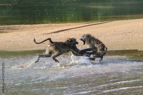 baboons fighting in the riverbed