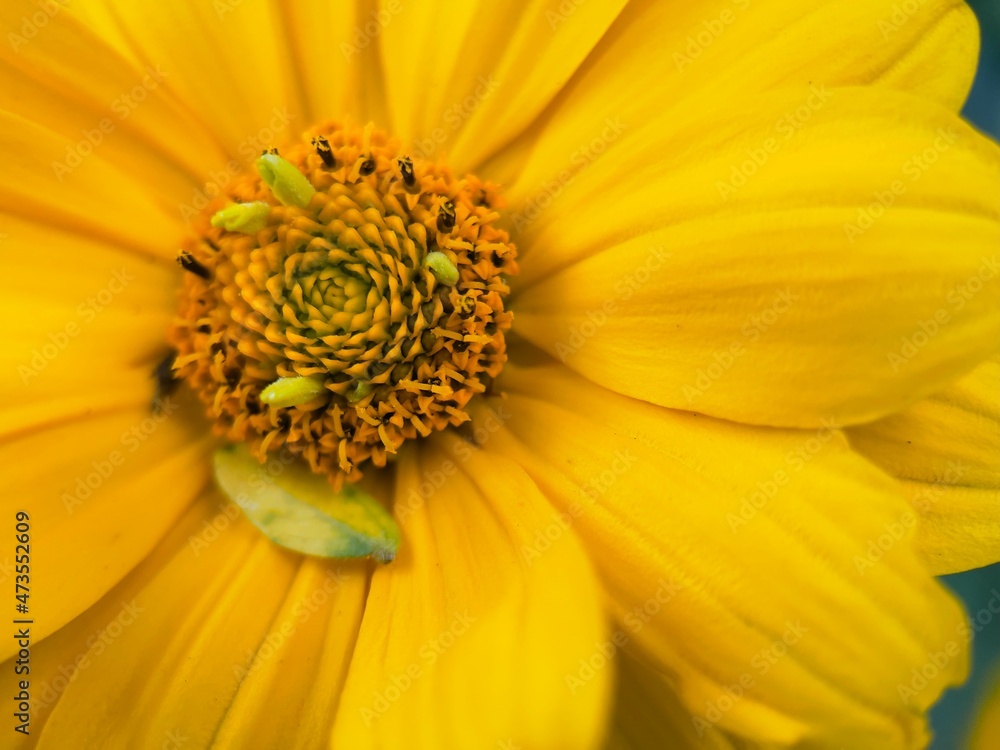 yellow flower with bee yellow flower with bee