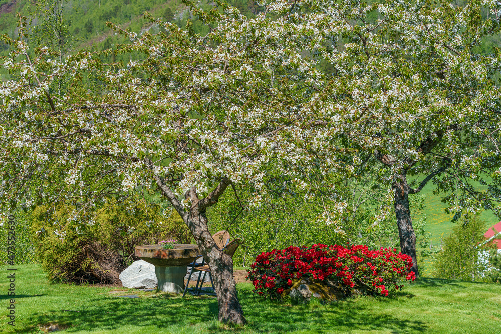Beautiful garden with tree blooming and colorful flowers. Beautiful garden with tree blooming and colorful flowers.
