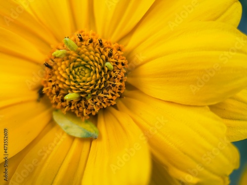 yellow flower with bee