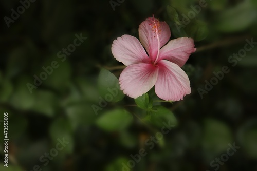 pink hibiscus flower​ and​ blur​ background​