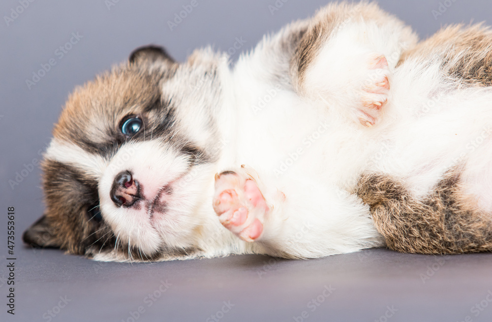 Fototapeta premium welsh corgi puppy lies on the background