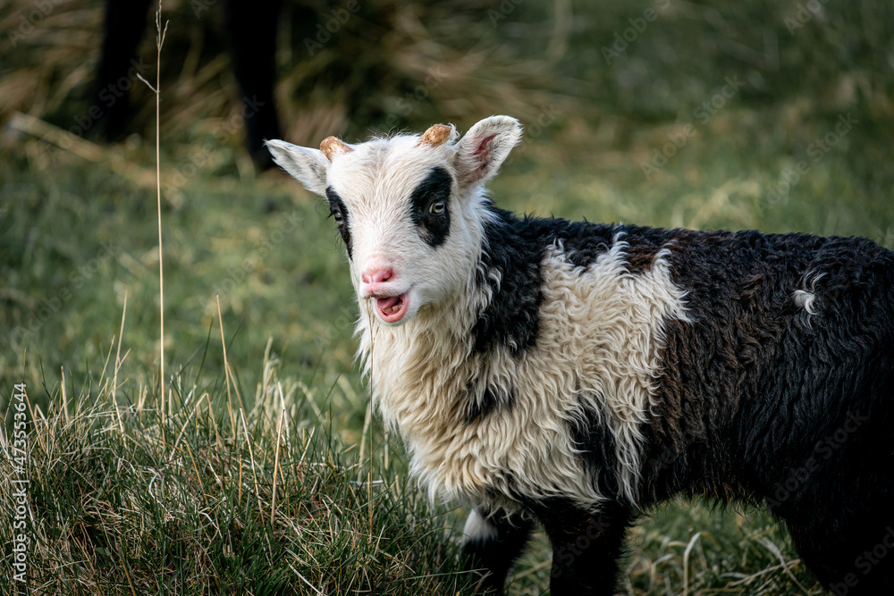 Fototapeta premium New born lamb outside in the fresh grass.