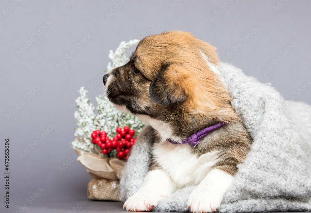 welsh corgi puppy on christmas background