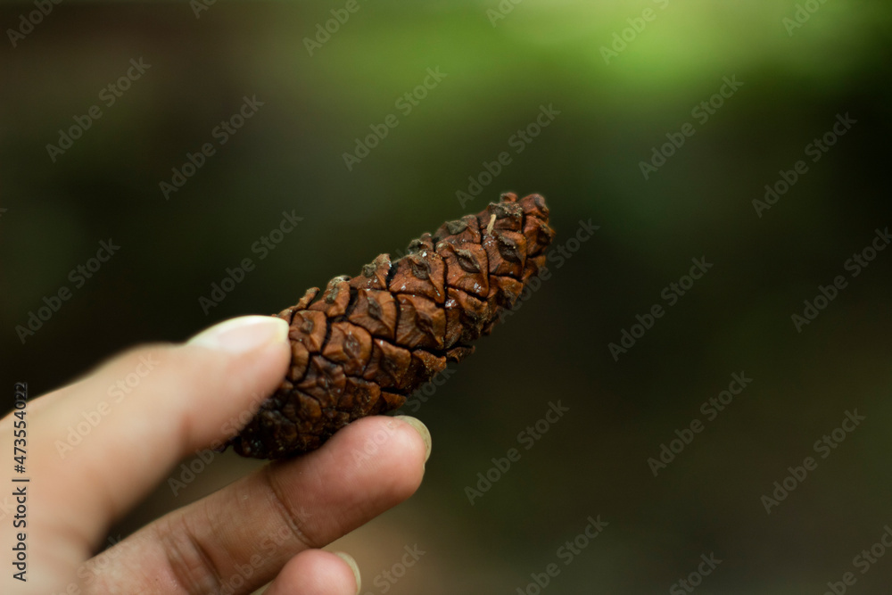 A pinecone is held against a blurred background A pinecone is held against a blurred background