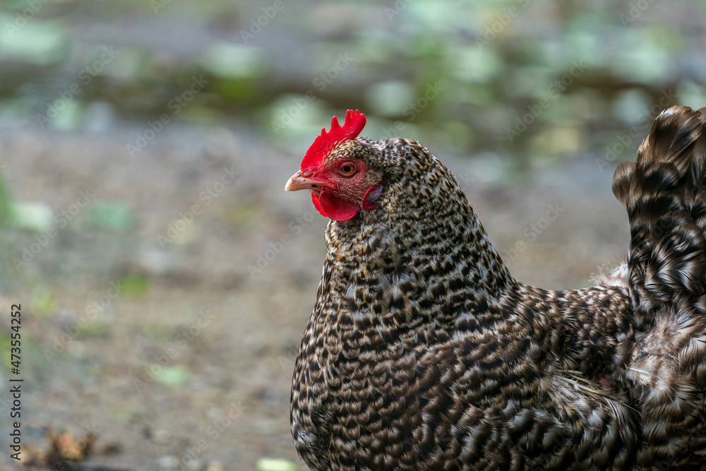 Hen portrait standing and looking for some food.