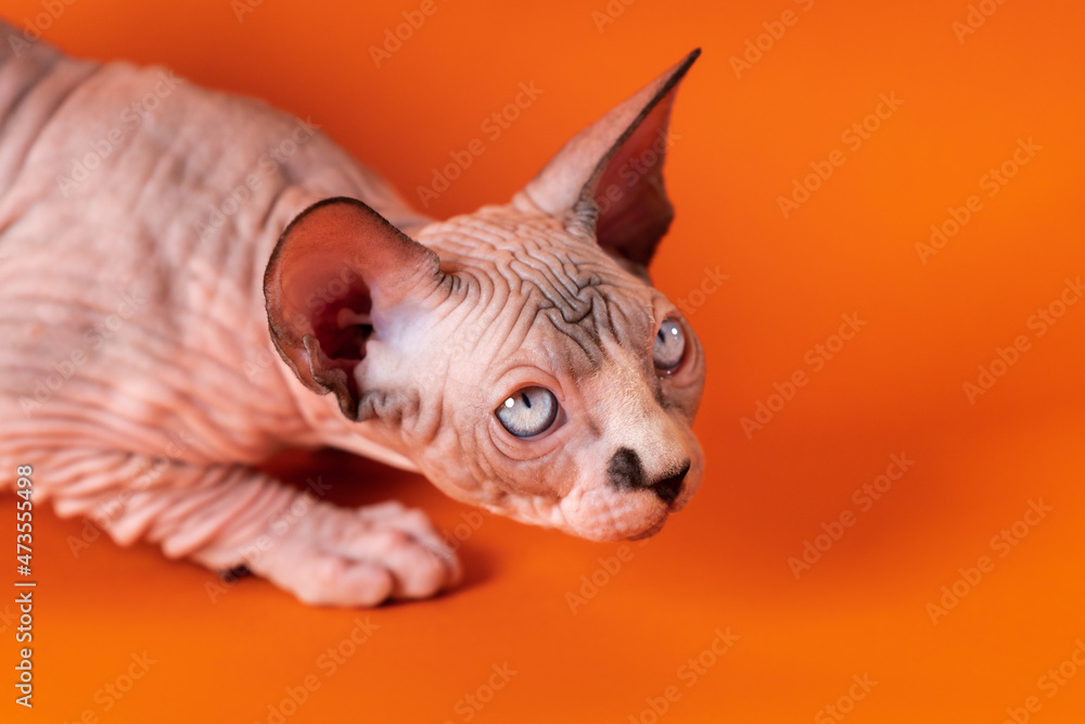 Pretty Hairless Sphinx cat lying down on orange background and looking up suspiciously. Kitten is four months old, color is chocolate mink and white. Selective focus, high angle view. Studio shot.