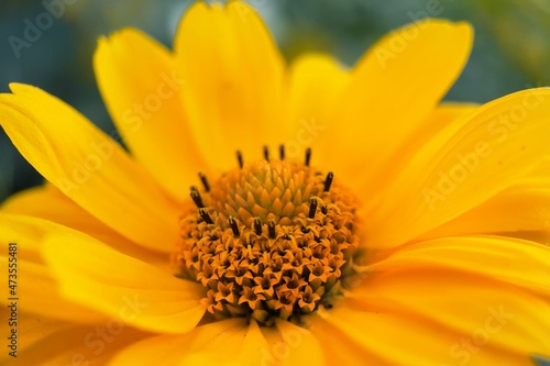 close up of yellow flower