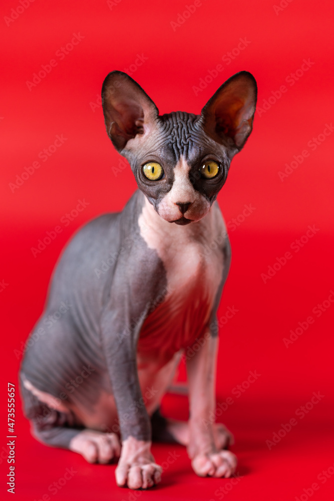 Adorable Canadian Sphynx cat looking at camera, sitting on deep red background. Female kitten of black and white color is four months old. Side view, full length, focus on foreground. Studio shot.