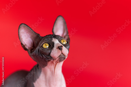 Close-up view of luxury kitten of Canadian Sphynx breed on bright red background. Black and white kitten looking up with big shiny yellow eyes. Side view. Concepts of International Cat Day. Copy space © Alexander Piragis