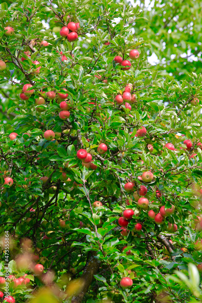 Apple tree in spring growing in orchard Apple tree in spring growing in orchard