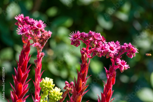 Vibrant red blooming houseleeks (Sempervivum) photo