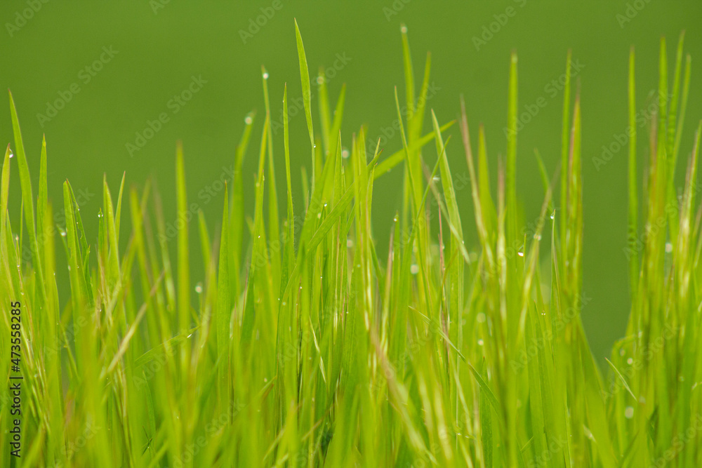 Obraz premium Close up of fresh thick grass with water drops in the early morning